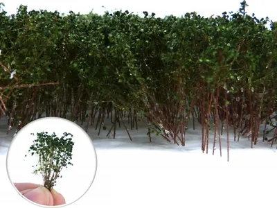 Produktbild von Green Stuff World - Tall Shrubs Dark Green 40mm