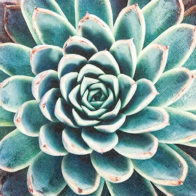 Produktbild von 20 Servietten Succulent - Sukkulente groß 33x33cm