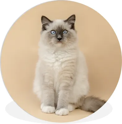 Produktbild von MuchoWow® Rundes Wandbild - Runde Bilder Katze - Siamese - Porträt - Mädchen - Kinder - Jungen - Kinder Ø 90 cm Kreis Wanddekoration Kunststoff - Wandkreis - Wandschmuck - Wand-Kreis - Wohnzimmer - Bild - Runde - Wanddeko - Dibond - Kunstdrucke