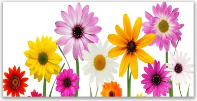 Immagine prodotto di Quadri in vetro 120x60, decorazioni murali, stampa su vetro, fiori, piante