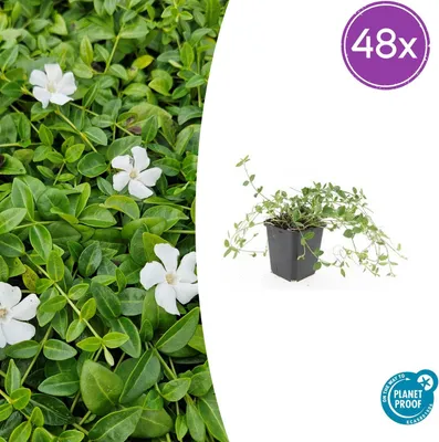 Image de Vinca minor 'Gertrude Jekyll' | 48 pièces - 10-25cm - Ø9cm - Plante de jardin