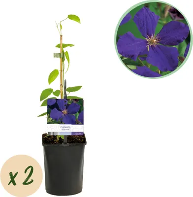 Image de Green boutiQ - Plante grimpante - Clématite Jackmanii - Fleurs bleues - Peu d'entretien - 2 plants - Pot de 11 cm, hauteur 40 cm