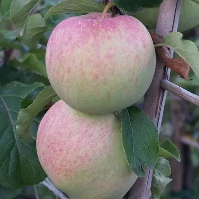 Produktbild von Reka (S) Herbstapfel Buschbaum Topfballen M7