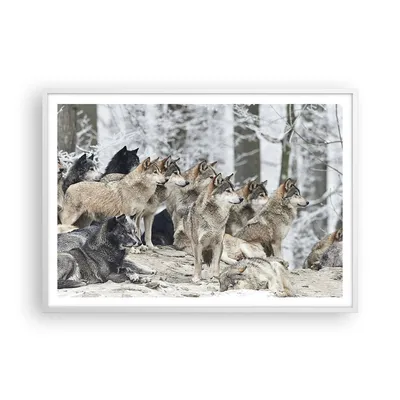 Produktbild von Gerahmtes Poster - Weißer Rahmen - Rudel Wölfe Winter - 100x70 cm - Wand Bild - Wanddeko - Wandbilder - Kunstposter - Wandposter - Bilderrahmen - Bilder - Kunstdruck - Wandbild - P2WAA100x70-4357