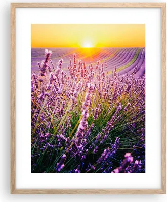 Produktbild von Gerahmtes Poster - Rahmen in heller Eiche - Feld Lavendel Sonne - 40x50 cm - Wand Bild - Wanddeko - Wandbilder - Kunstposter - Wandposter - Bilderrahmen - Bilder - Kunstdruck - P2NPA40x50-4703
