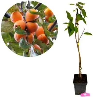 Productafbeelding van Diospyros Kaki 'Mela', scharlakenrode vrucht, pot van 5 liter, hoogte 90 cm