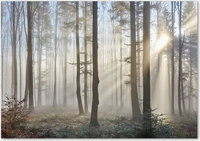 Produktbild von Tulup® Leinwandbild - 100x70 cm - Wandkunst - Drucke auf Leinwand - Leinwanddruck  - Landschaften - Braun - Nebel im Wald
