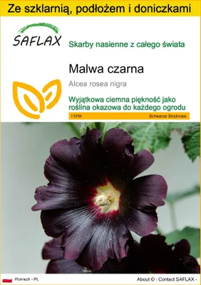 Zdjęcie produktu dla SAFLAX - Zestaw do uprawy - Malwa czarna - 100 Nasiona - Z mini szklarnią, podłożem uprawowym i 2 doniczkami - Alcea rosea nigra