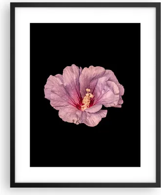 Produktbild von Gerahmtes Poster - Schwarzer Rahmen - Hibiskus Blume Rosa - 40x50 cm - Wand Bild - Wanddeko - Wandbilder - Kunstposter - Wandposter - Bilderrahmen - Bilder - Kunstdruck - P2BPA40x50-4481