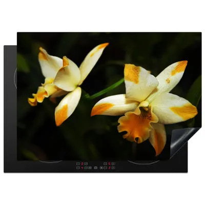 Produktbild von KitchenYeah© Herdabdeckplatte Zwei Orchideenblüten , 75x52cm, Küche Deko, Glaskeramikkochfeld Herdabdeckung, Abdeckplatte fùr Kochfeld