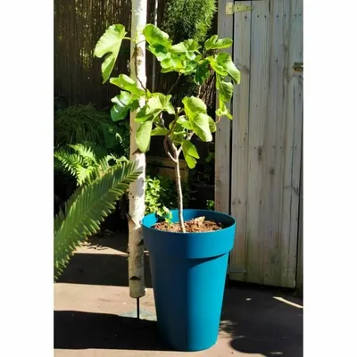 Image de RIVIERA SOLEILLA Blumenkasten - Kunststoff - Höhe 53 cm - Blau
