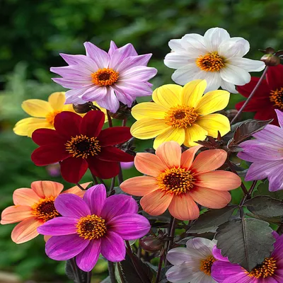 Image de Dalia "Bee Friendly", 1 pièce. Plants de dahlias, boutures de dahlias, grosses touffes