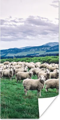 Produktbild von MuchoWow® Poster Schafe - Natur - Gras 60x120 cm - Wandschmuck