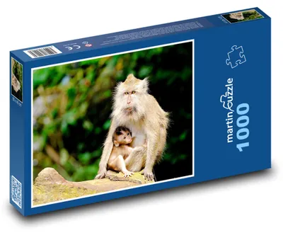 Obrázek produktu pro martinpuzzle - Puzzle 1000 - Opice - zvířata