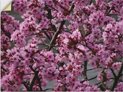 Produktbild von ARTland Wandbild, selbstklebend Japanische Zierkirschen Blüte Größe: 80x60 cm