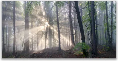 Produktbild von Tulup Leinwand-Bilder 120x60 Wandbild Canvas Kunstdruck Wald Natur