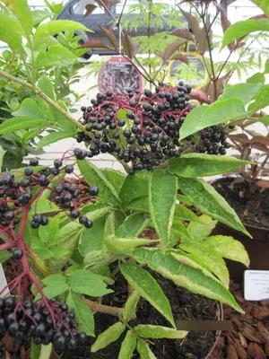 Produktbild von Großfrüchtige Holunderbeere Haschberg - Schwarzer Holunder - Sambucus nigra 40-50