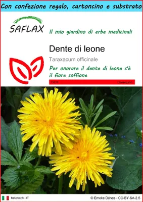 Immagine prodotto di SAFLAX Set regalo - Dente di leone - 200 semi - Taraxacum