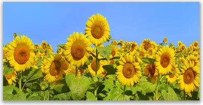 Produktbild von Tulup Leinwand-Bilder 140x70 Wandbild Canvas Kunstdruck Sonnenblumen Pflanzen