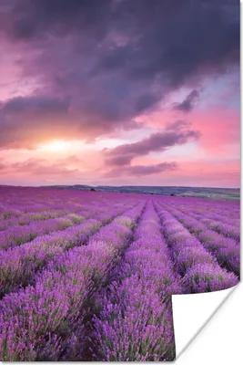 Produktbild von MuchoWow® Poster Lavendel - Lila - Wolken - Blumen 120x180 cm - Kunstposter