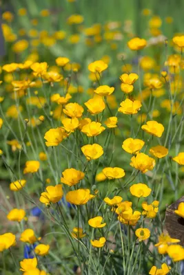 Produktbild von Ranunculus gramineus, Hahnenfuß, ca. 9x9 cm Topf, zierlich