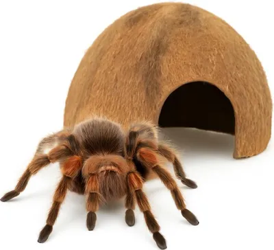 Immagine prodotto di Grotta di cocco per animali esotici - ideale per gechi, ragni e anfibi