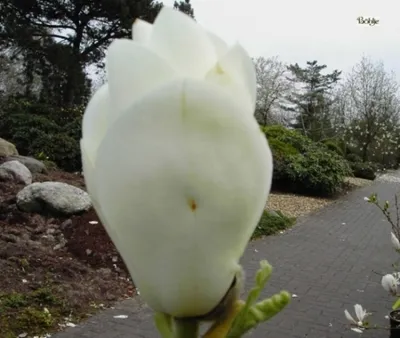 Produktbild von Magnolia soulangeana Alba - Weiße Tulpenmagnolie - Heilpflanze 40-60