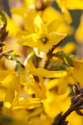 Produktbild von Forsythia intermedia 'Mikador', Forsythie, gelb, 40–60 cm