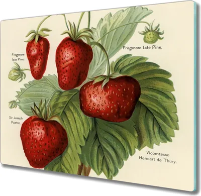 Produktbild von Coloray Hackbrett Küchenbrett Kochplattenabdeckung Schneidebrett Herdabdeckplatte 60x52 cm - Obst Erdbeerblätter
