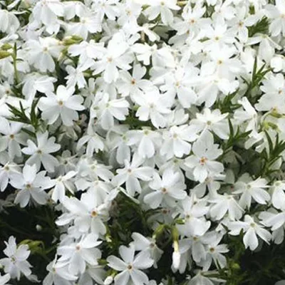 Image de 6 plants de Phlox douglasii 'White Admiral' | Pot de 9 cm x 9 cm