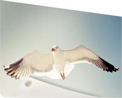 Produktbild von Gartenposter - 60x40 cm - Möwe im Flug  - Modernes Wandbilder