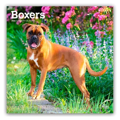 Produktbild von Boxers - Boxer 2026 - 16-Monatskalender