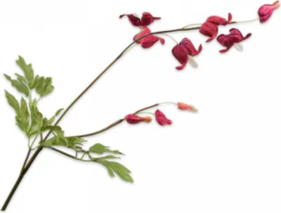 Produktbild von Silk-ka Kunstblume – Seidenblume Frittelaria-Zweig rotbraun 71 cm
