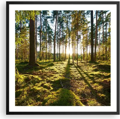 Produktbild von Gerahmtes Poster - Schwarzer Rahmen - Wald Baum Natur - 60x60 cm - Wand Bild - Wanddeko - Wandbilder - Kunstposter - Wandposter - Bilderrahmen - Bilder - Kunstdruck - Wandbild - P2BAC60x60-3724