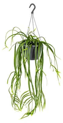 Produktbild von Bloomique - Lepismium Bolivianum - Zimmerpflanzen - Hängepflanzen - Sehr pflegeleicht - 20-30 cm Hoch - Hängetopf 17 cm