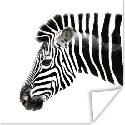 Produktbild von MuchoWow® Poster Zebra - Tiere - Weiß 75x75 cm - Wand Dekoration