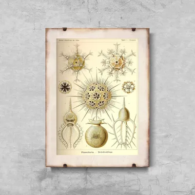 Produktbild von Poster - Canvas - Leinwand - 29,7 cm x 42 cm - Meerestiere Phaeodaria