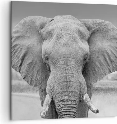Produktbild von Bild auf Leinwand - Leinwandbild - Einteilig - Elefant Afrika Tier - 60x60cm - Wand Bild - Wanddeko - Wandbilder - Leinwanddruck - Bilder - Wanddekoration - Leinwand bilder - Wandbild - AC60x60-5072