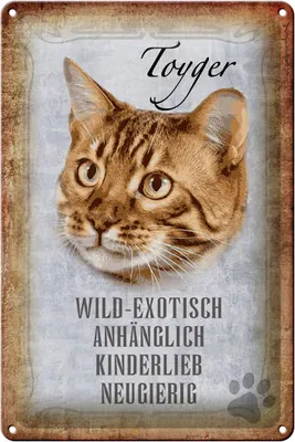 Produktbild von Blechschild Spruch 20x30cm Toyger Katze Schild
