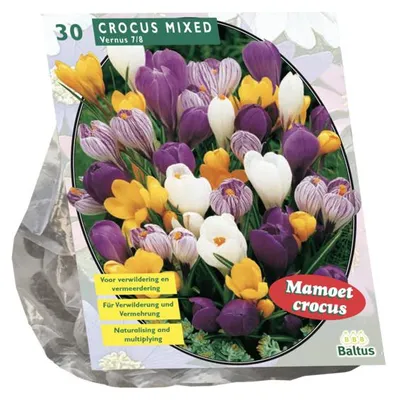 Productafbeelding van Crocus Grootbloemig Mix per 30 bloembollen Baltus