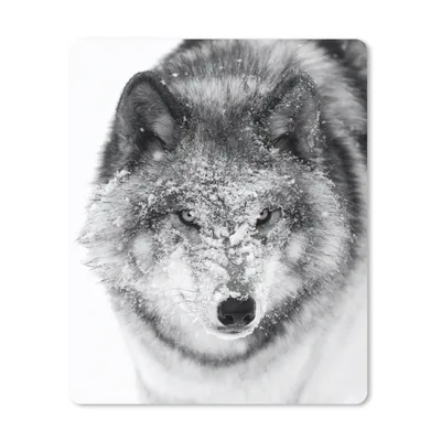 Produktbild von MuchoWow® Mauspad Mousepad Wolf mit verschneitem Kopf in schwarz-weiß 30x40 cm - Mousepads - Maus Mat - Pad - Mausunterlage - Mausmatten