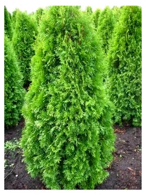 Produktbild von Smaragd Lebensbaum Thuja occidentalis 125-150 cm hoch im 11 Liter Pflanzcontainer
