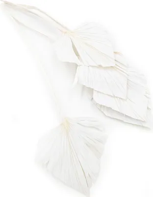 Produktbild von Palmenspeer Getrocknete - (Palm Spear) - Gebleicht