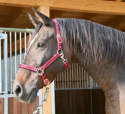 Produktbild von Halfter Mustang, Pony 2fach verstellbar, rot/schwarz