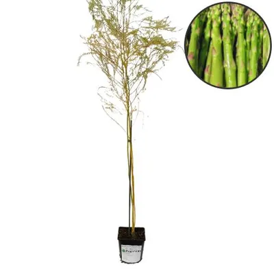 Image de Asperge 'Vegalim', variété 'Vegalim', asperge verte, pot de 2 litres
