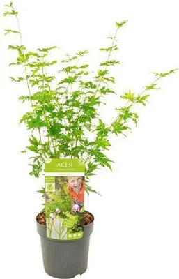 Produktbild von Acer palmatum Going Green Ø19cm 50cm Japanischer Fächerahorn pflegeleicht