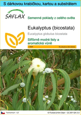 Obrázek produktu pro SAFLAX Dárková sada - Eukalyptus (bicostata) - Eucalyptus globulus bicostata - 100 Semena - S dárkovou krabičkou, přepravním štítkem, dárkovou kartou a pěstebním médiem