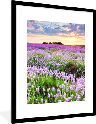 Produktbild von MuchoWow® Gerahmtes Poster Blumen - Lavendel - Lila - Himmel - Sonnenuntergang - Wiese - Natur 60x80 cm - Poster mit Schwarzem Bilderrahmen Wandposter Rahmen Foto Bilder - Wohnzimmer - Dekorationen - Prämie