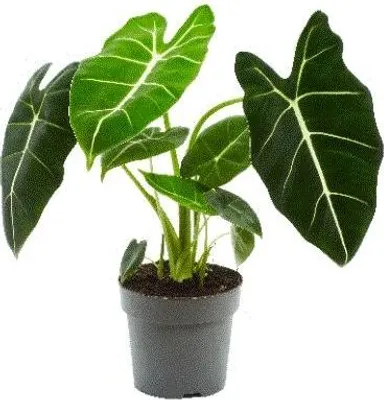 Obrázek produktu pro Gardners Alocasia Frydek, průměr 14 cm