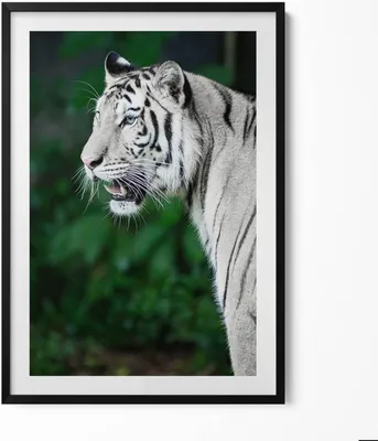 Produktbild von Weißer Tiger im Dschungel– Wandbild mit Rahmen – Gerahmtes Bild  – Wanddekoration – 70x100 cm –  Schwarz Rahmen